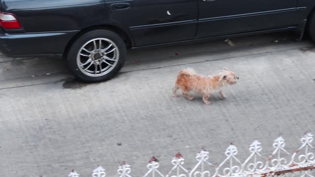 Dog Walking Past Parked Car