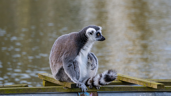 Famous Madagascar Maki lemur, Ring tailed lemur. Wildlife photography. Flowing river background. Black and white color with orange eyes