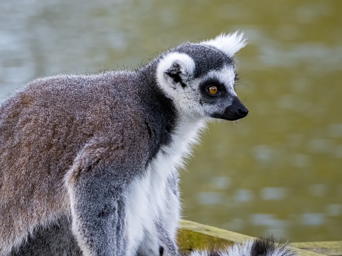 Famous Madagascar Maki lemur, Ring tailed lemur. Wildlife photography. Flowing river background. Black and white color with orange eyes