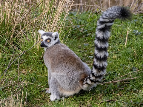 Famous Madagascar Maki lemur, Ring tailed lemur. Wildlife photography. Flowing river background. Black and white color with orange eyes