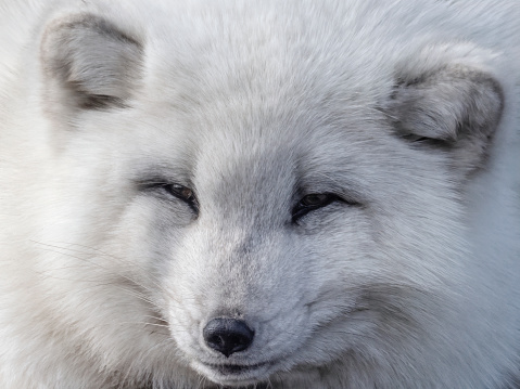 Cute white fox muzzle close-up, in the winter fur. Sleeping Arctic Fox enjoying the springtime sunlight.