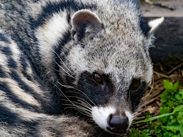 istock African civet, African civet, close up resting 2111632036