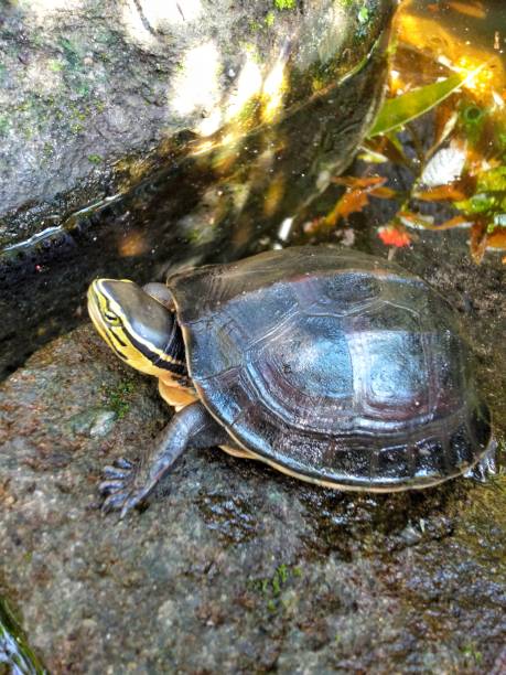 little turtle - young animal sea life amphibians animals and pets - fotografias e filmes do acervo