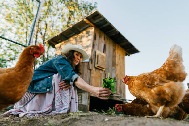 istock Happy middle aged woman on a private farm feeding chickens 2111637011