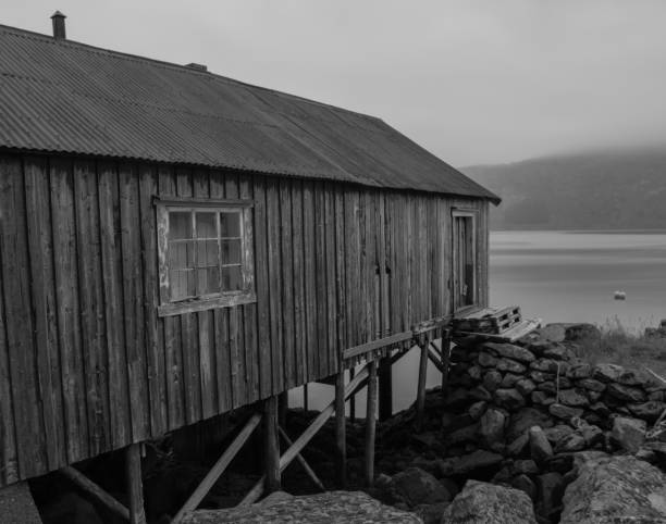 istock Shag by the Fjord 2111638063