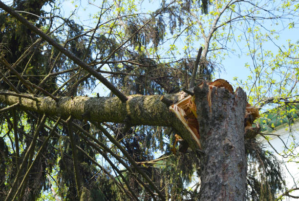Wind damage of spruce tree. Fallen fir tree trunk after wind storm