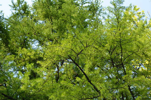 European larch is a great choice for specimen plantings or in groups for parks and large areas. Unlike most conifers, it drops its needles in winter.