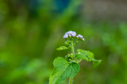Ageratum houstonianum or commonly known as floss flower, bluemink, blueweed, pussy foot, or Mexican paintbrush, is a cool-season annual plant often grown as bedding in gardens