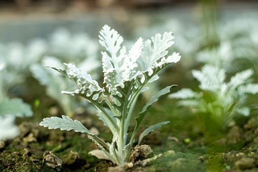 Cineraria Maritima or Silver Ragwort, commonly known as silver ragwort, is a perennial plant species in the genus Jacobaea in the family