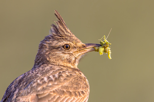 Crested lark (Galerida cristata) in breeding season with beak full of insect prey to feed chicks. Bird nesting indication of European species. Lesbos, Greece.