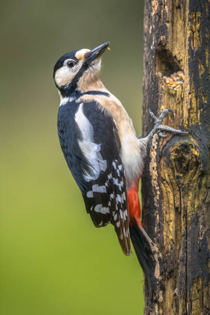 istock Great spotted woodpecker in portrait 2111661614