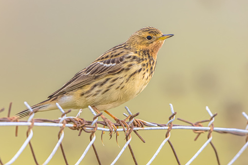 Red-throated pipit (Anthus cervinus) is a small passerine bird, which breeds in the far north of Europe and the Palearctic. Bird during migration on Lesbos Island, Greece.