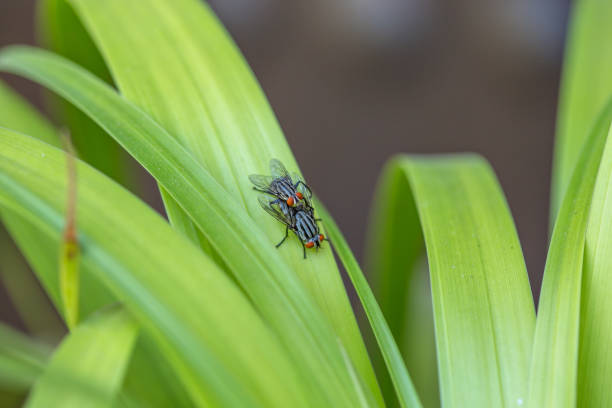 istock Two flies breeding on the leaf of a plant 2111666309