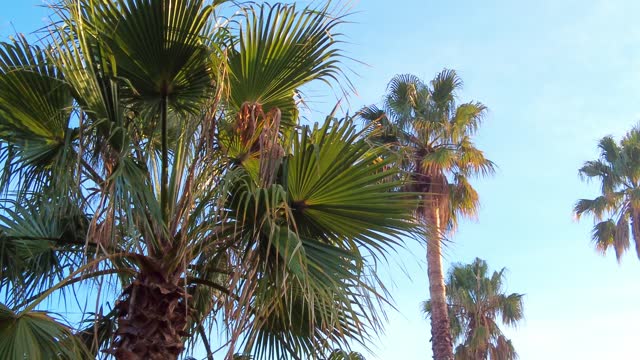 tops of palm tree leaves at Mediterranean summer daytime hot climate of Spain