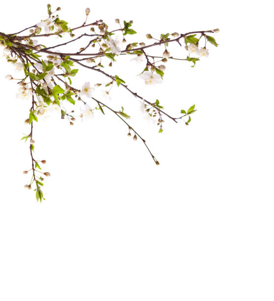 istock Flowering branches of Cherry isolated on white background.  Selective focus. 2111668043