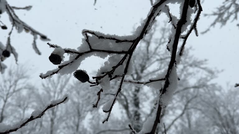 snowfall in winter on alder tree dry fruit hanging on branch white wonderful amazing dreamy landscape of forest in heavy snow look at sky angle scenic cloudy sky nature sky landscape Hyrcanian forest