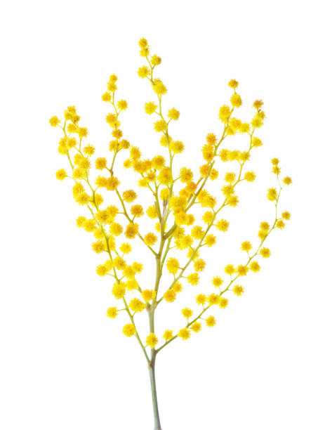 istock Branch of blooming Mimosa  isolated on white background. Selective focus 2111670190