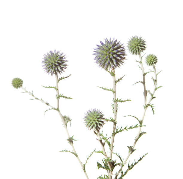 infiorescenze di echinops sphaerocephalus isolate su sfondo bianco. messa a fuoco selettiva. - echinops spaerocephalus foto e immagini stock