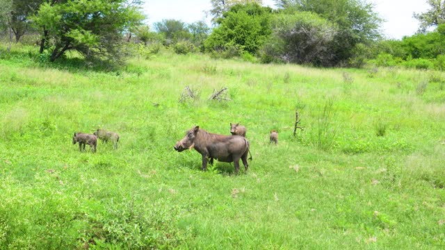Warthog Family Grazing in a Lush African Savannah at Midday