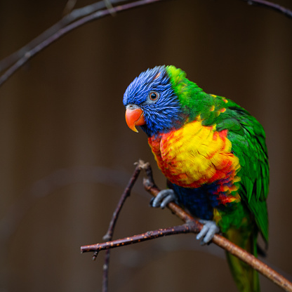 Side view macro close-up of a single vibrant Rainbow lorikeet (Trichoglossus Haematodus) sitting on a branch, with the one eye looking to the camera while holding its body somewhat 'crouched'