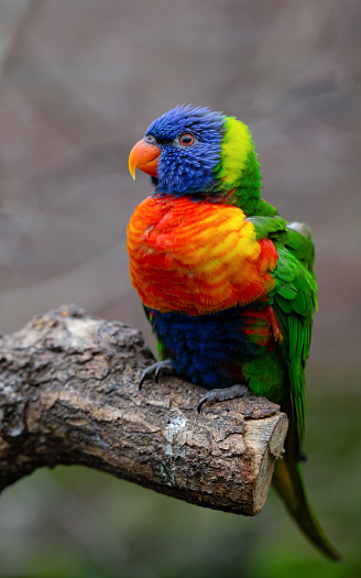 Side view macro close-up of a single vibrant Rainbow lorikeet (Trichoglossus Haematodus) sitting on a branch looking straight ahead, seemingly happy
