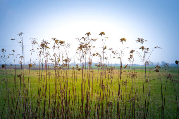 Dry field flowers against a blue sky