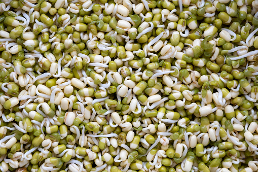 Close up of sprouted mung beans or Vigna radiata seeds, top view, background