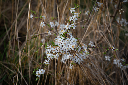 The small white flowers stand out against a background of dry brown grasses.