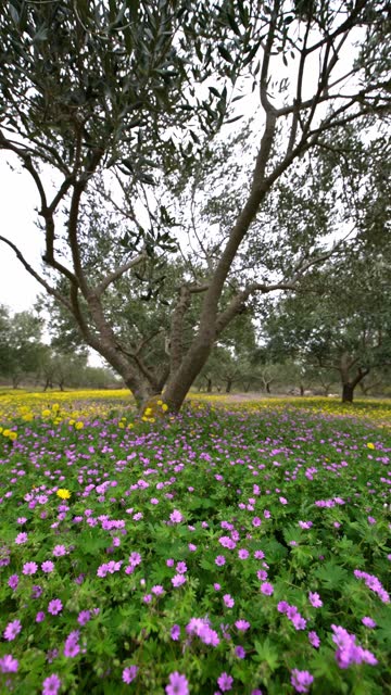 Organic olives in a meadow of flowers