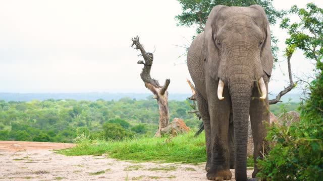 Front view of Large Elephant Standing on Dirt Road