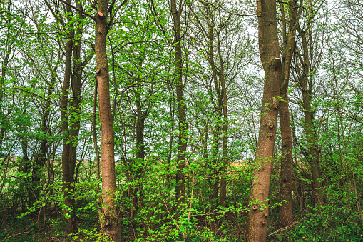 Spring leaves background