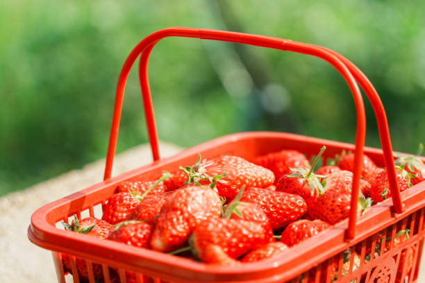 A red plastic basket filled with fresh strawberries