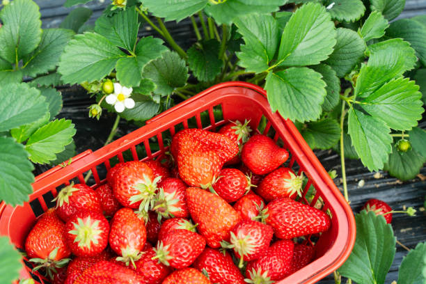 istock Red plastic basket filled with fresh strawberries 2111761169