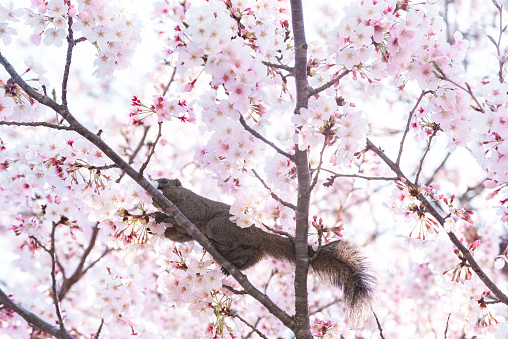 A squirrel on a branch surrounded by beautiful cherry blossom flowers in spring