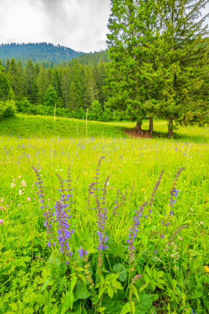 Alpine meadow with wildflowers along the Weissensee or Weißensee lake in Carinthia in Austria within the Gailtal Alps mountain range during springtime day.