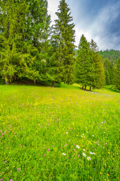istock Meadow with wildflowers along the Weissensee  in Austria during springtime 2111769161