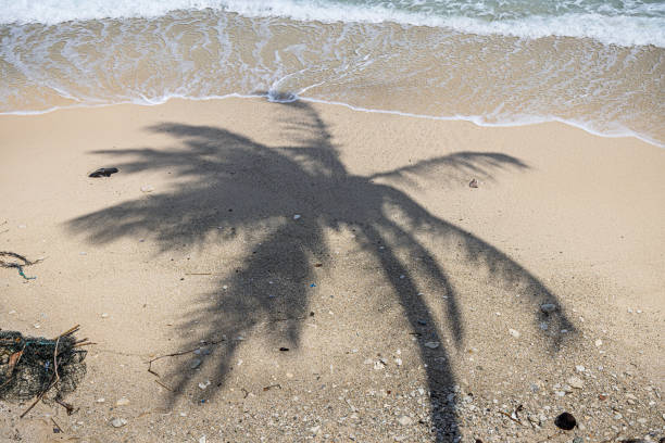palm tree and sea, Vietnam