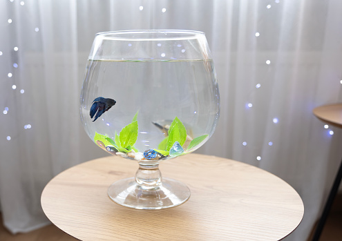 An aquarium in the shape of a cognac glass and an aquarium blue betta fish.