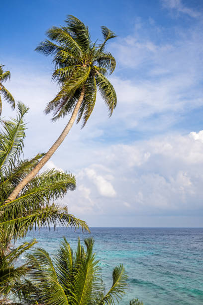 Tall coconut palm tree by the ocean outside the city of Sabang which in the main city on the island Weh north of Sumatra