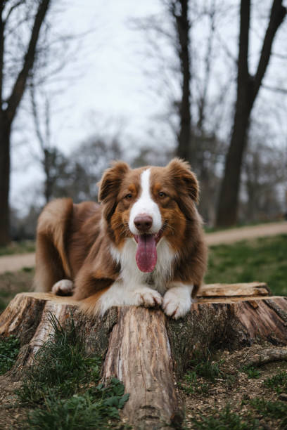istock A happy fluffy brown dog walks in the spring forest and poses lying on a tree stump. Charming Australian Shepherd red tricolor on a walk in the park. The concept of pets in nature. 2111808523