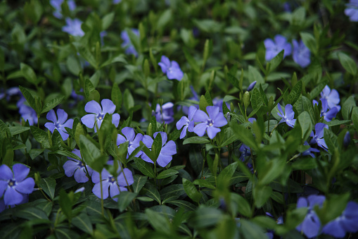 Beautiful forest lawn in spring with blooming wild small periwinkle flowers. Springtime in Belgrade, Serbia. Nature beauty in close up soft blurred background. Environment conservation