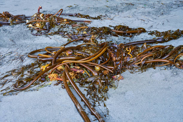 Dried orange and brown bull kelp on a sandy ocean beach.