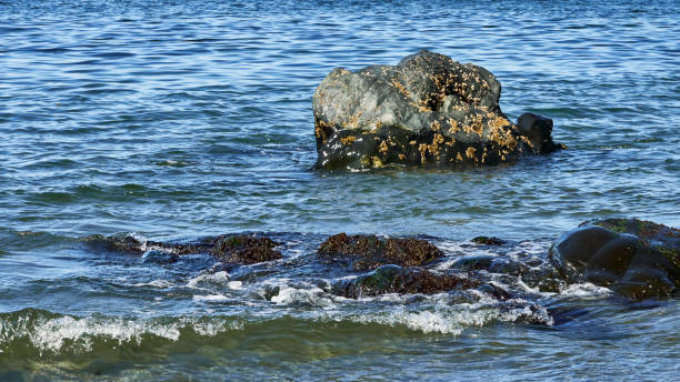 istock View of rocks with small waves splashing against the front rocks and a rock with barnacles. 2111810664