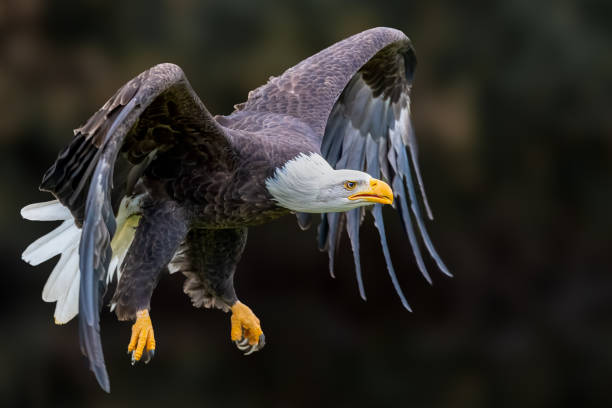 Majestic Bald Eagle flying with wings outstretched wide