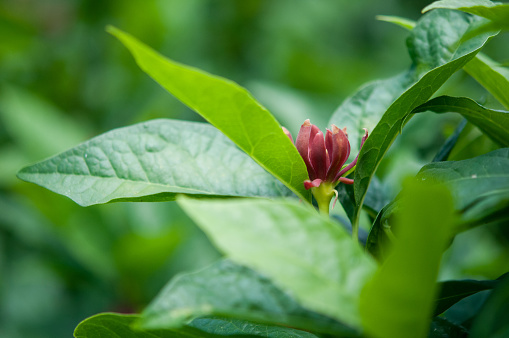 Close-up of green leaves and one single flower of a Sweetshrub in a garden