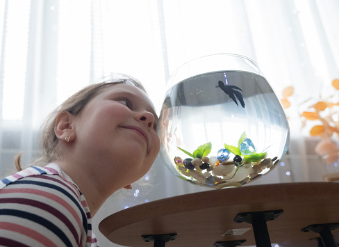 An 8-year-old girl, a Caucasian child, watches an aquarium fish with curiosity. Blue betta fish.