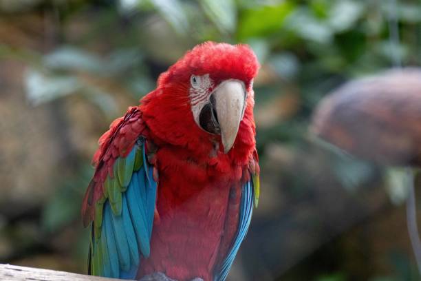 istock wildlife animals,animals in the jungle 2111854190