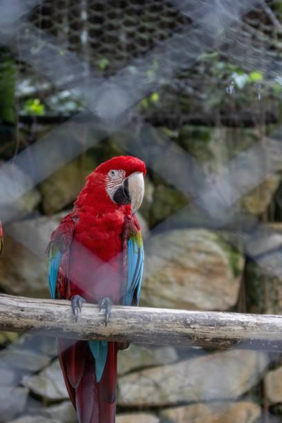 istock wildlife animals,animals in the jungle 2111854191