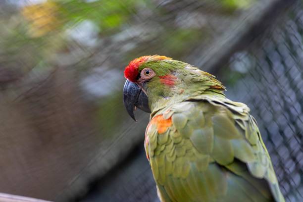 istock wildlife animals,animals in the jungle 2111854193