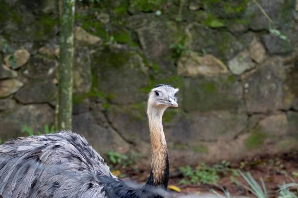 istock wildlife animals,animals in the jungle 2111854732